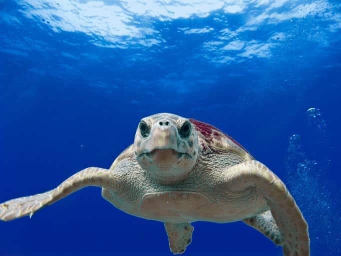 how to use a GoPro Hero 7 underwater - stay distant