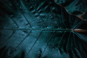 Canon 200D photography - picture styles