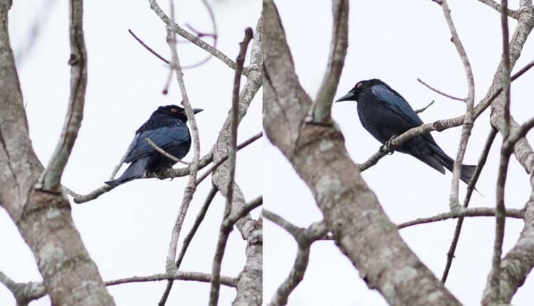 Canon R5 Settings For Bird Photography - Auto ISO