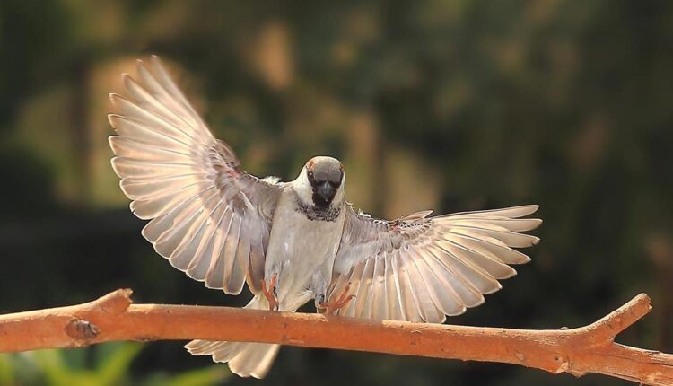 Canon R5 Settings For Bird Photography - Auto White balance
