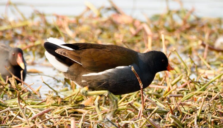 Canon R5 Settings For Bird Photography - Evaluative metering mode