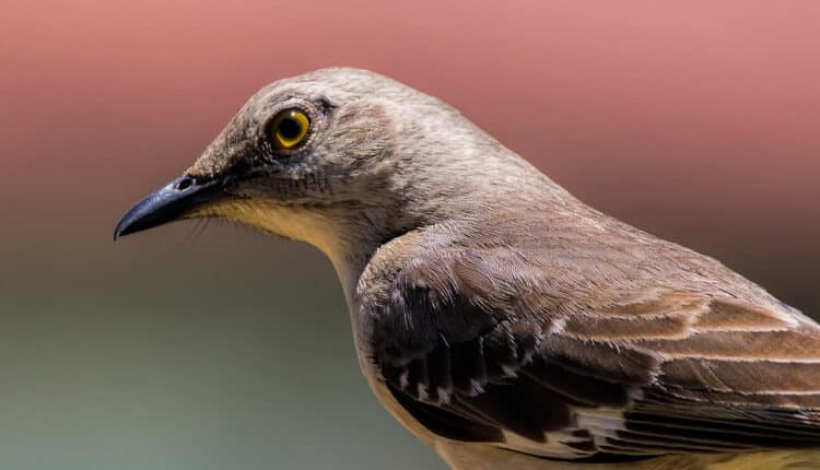 Canon R5 Settings For Bird Photography - RAW fomat