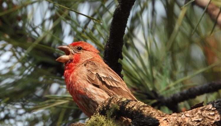 The Best Tips to Photograph Birds - Choose the right time