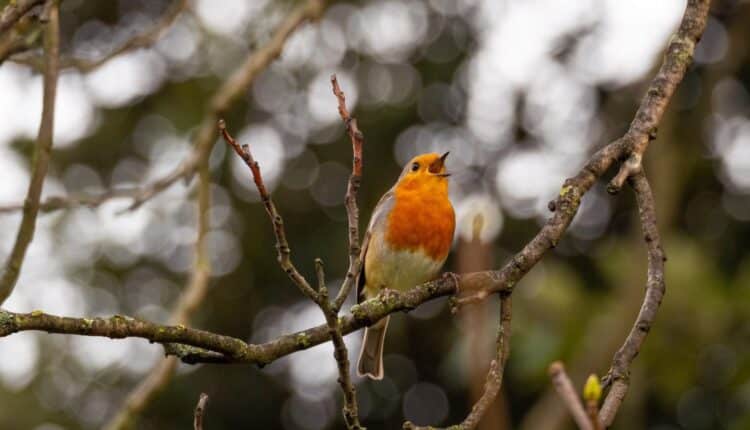 The Best Tips to Photograph Birds - Listen to birds
