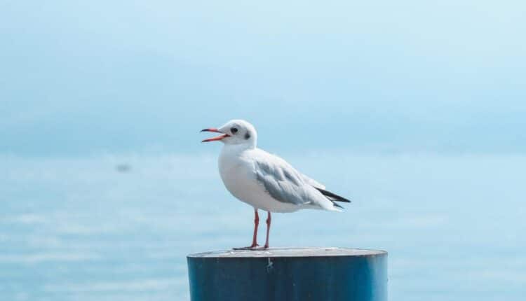 The Best Tips to Photograph Birds - focus the object