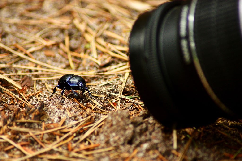 What Is Macro Photography