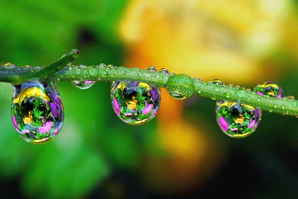 What Is Macro Photography