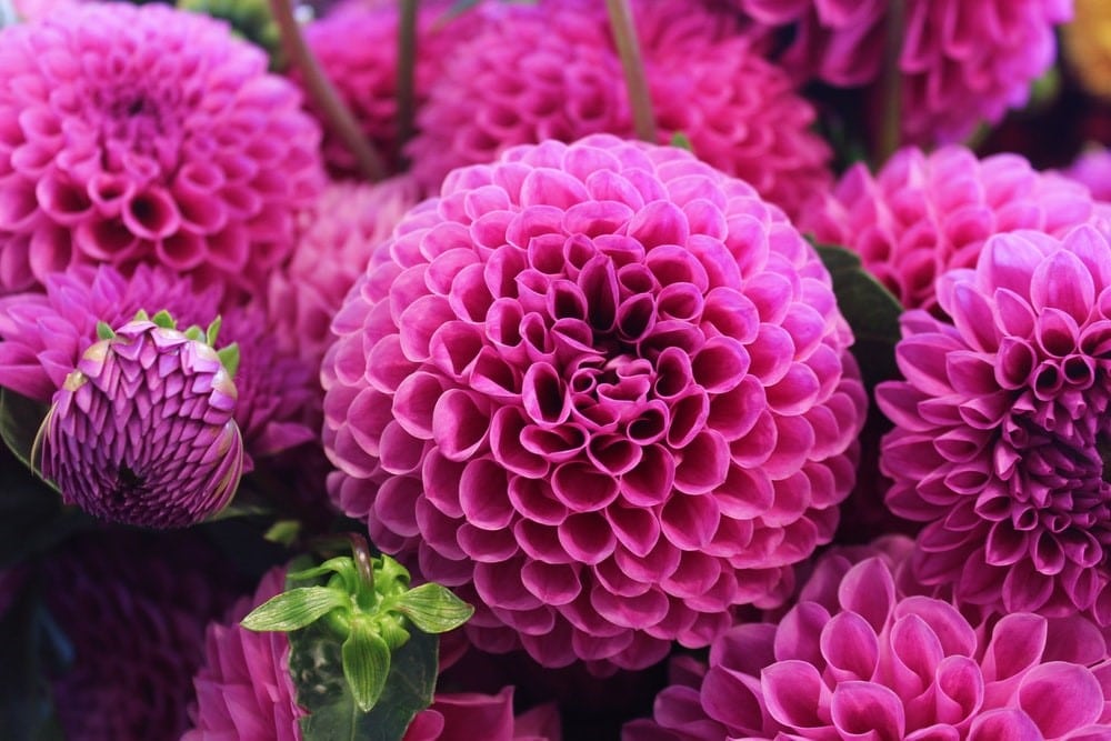 What Is Flower Photography