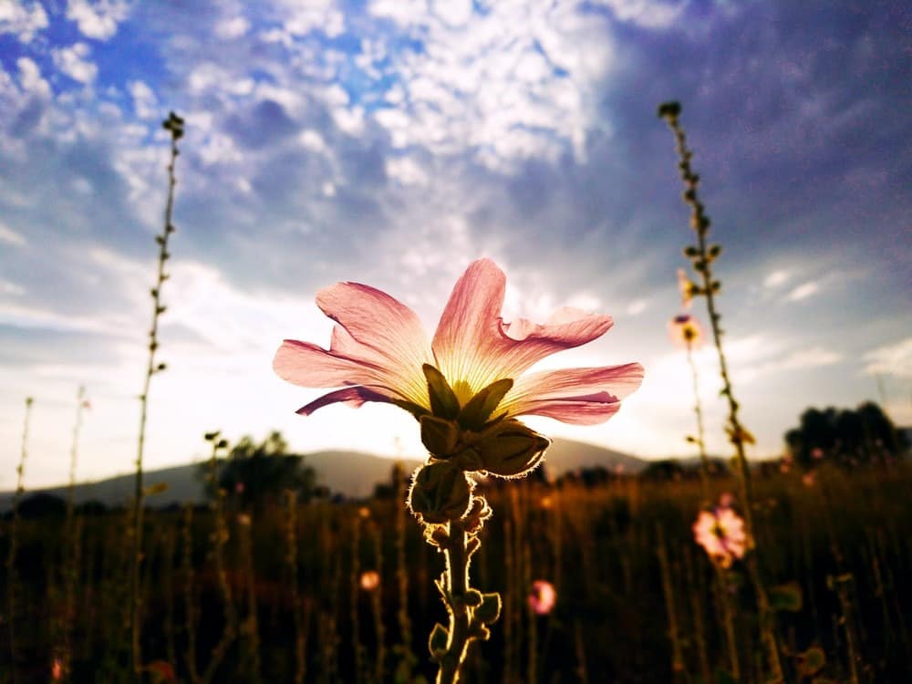 ¿Qué es la fotografía de flores?