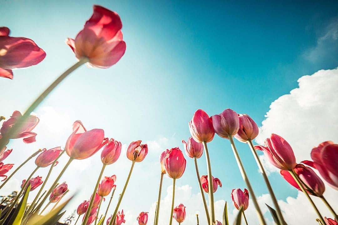 ¿Qué es la fotografía de flores?