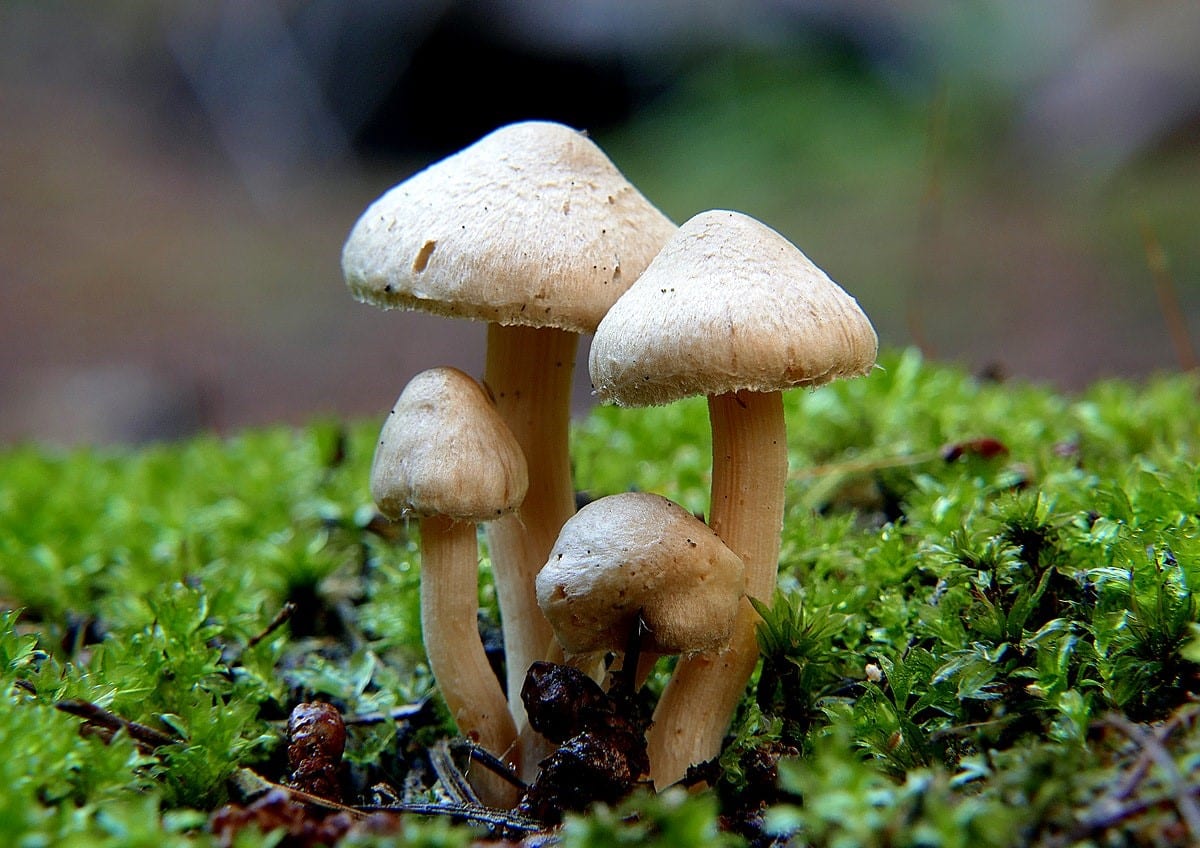 Mushroom Photography