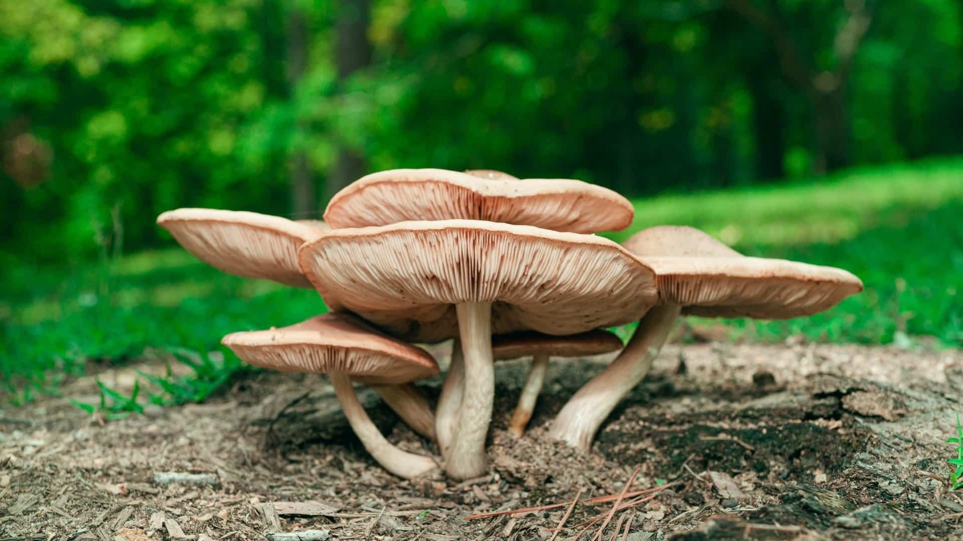 Mushroom Photography