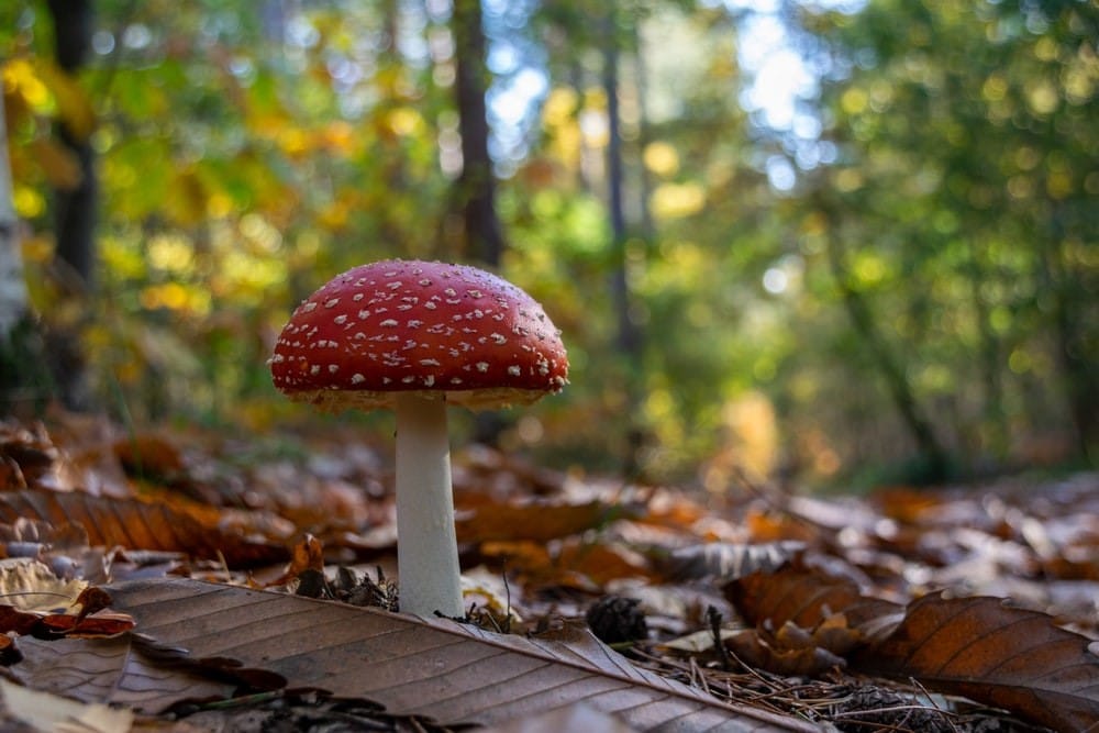 Mushroom Photography